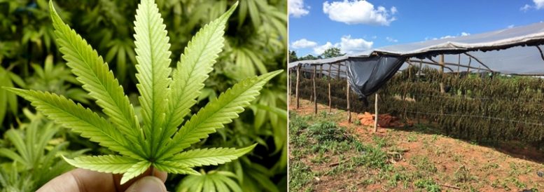 Droga de primeira: Produtores de maconha usam irrigação e estufa para melhorar qualidade