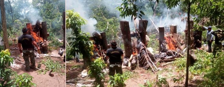 Polícia incinera laboratório do tráfico com 3 toneladas de maconha na fronteira com MS