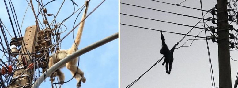 Deu ruim pro mico: com descaso da PMA, macaco foge de cães e acaba torrado nos fios de alta tensão