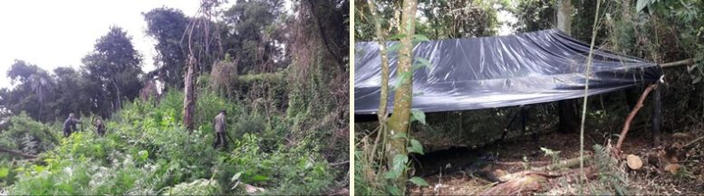 Paraguai destrói em três dias mais de 85 hectares plantado com maconha. Erva que não acaba mais!
