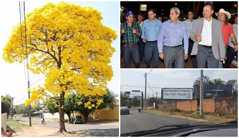 Só pode ser brincadeira de mau gosto! Dono de outdoors decepa ipês para por placa no lugar