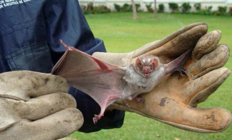 Alerta! Raiva em morcegos avança e Sesau já notifica o 5º caso só este ano