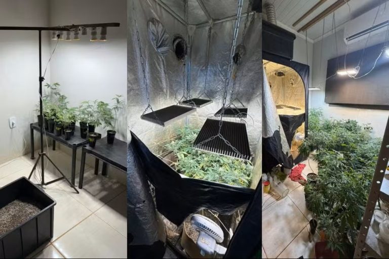 Maconha nossa de cada dia! Homem cultiva planta em casa e acaba preso