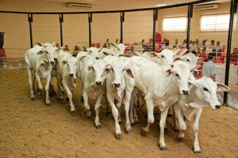 Espertalhão dá prejuízo de R$ 8 milhões comprando gado e não pagando. Vai vendo!