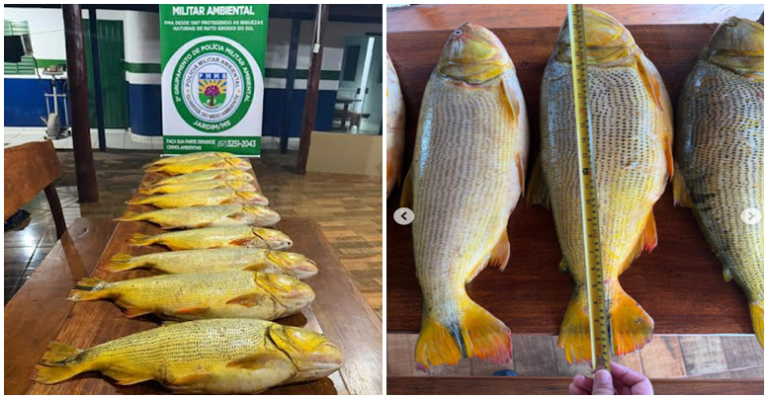 Polícia Ambiental apreende dourados e aplica multa de mais de R$ 50 mil