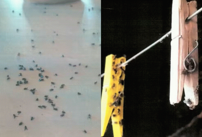 Infestação de moscas põe usina e granja na mira do MP em MS